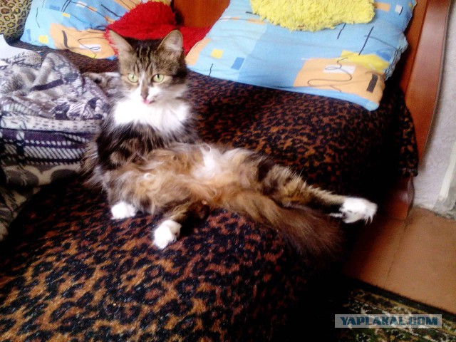 Котовторник 27.09.16