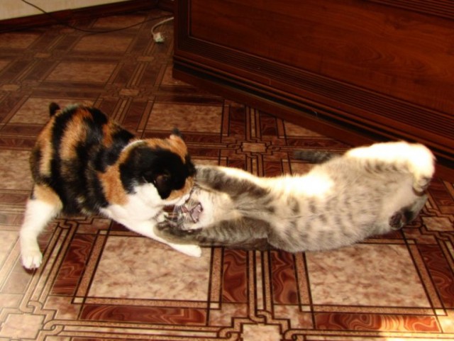 Коты из сети