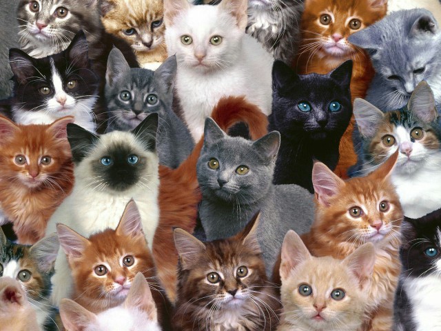 Коты из сети