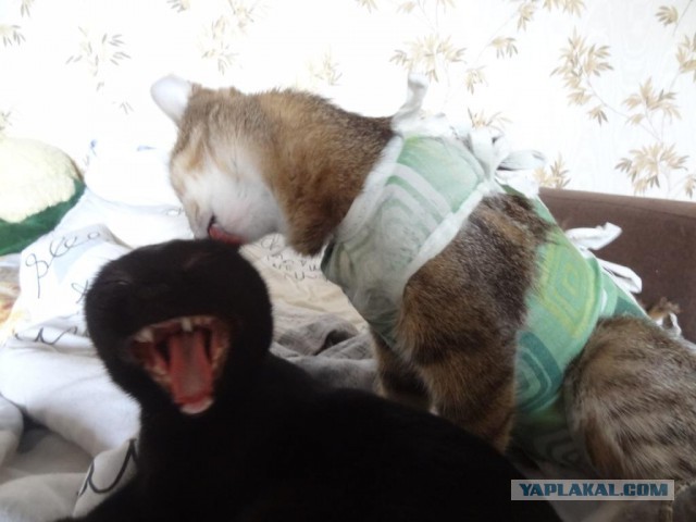 Котовторник 11/04/2017