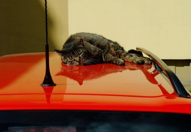 Котовторник 18.04.2017