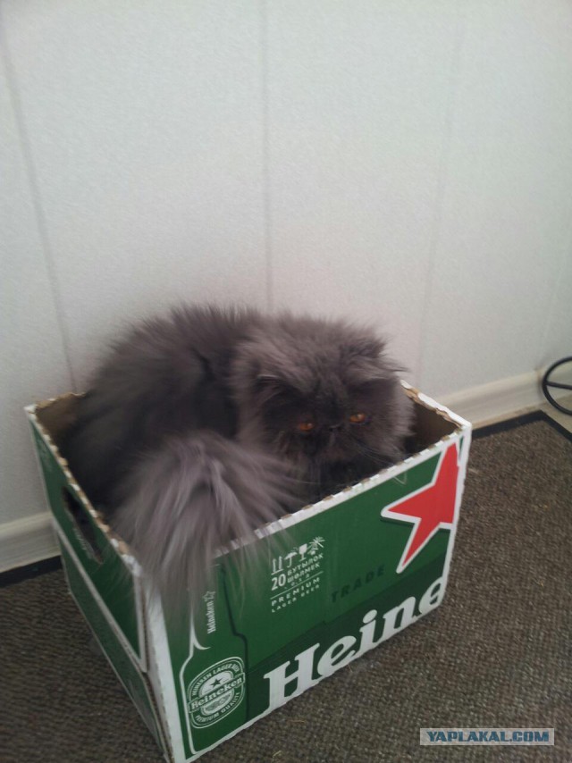 Котовторник 2.05.2017