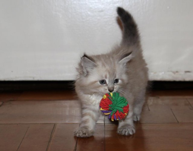 Коты и Кошки