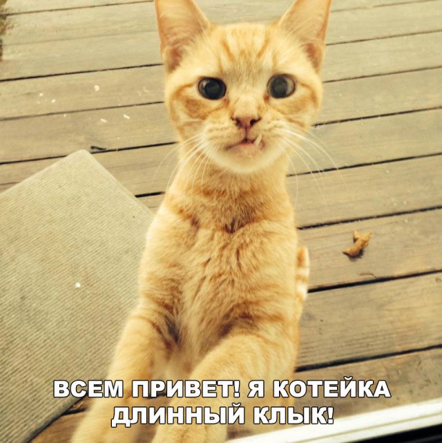 Смешные и не очень картинки из этих ваших интернетов