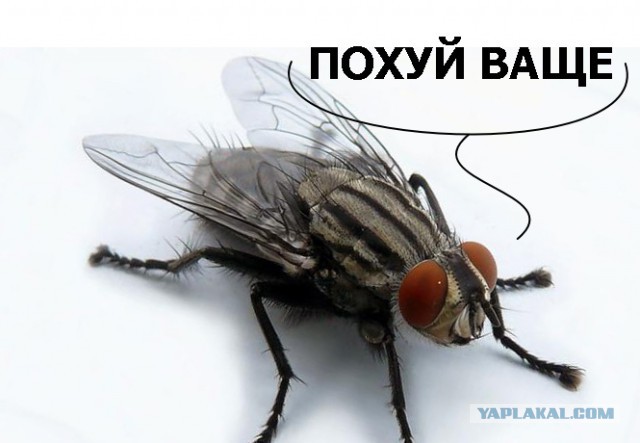 15 простых способов эффективной защиты от вредных и назойливых насекомых