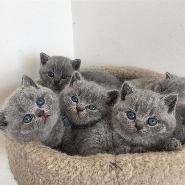 Коты и Кошки