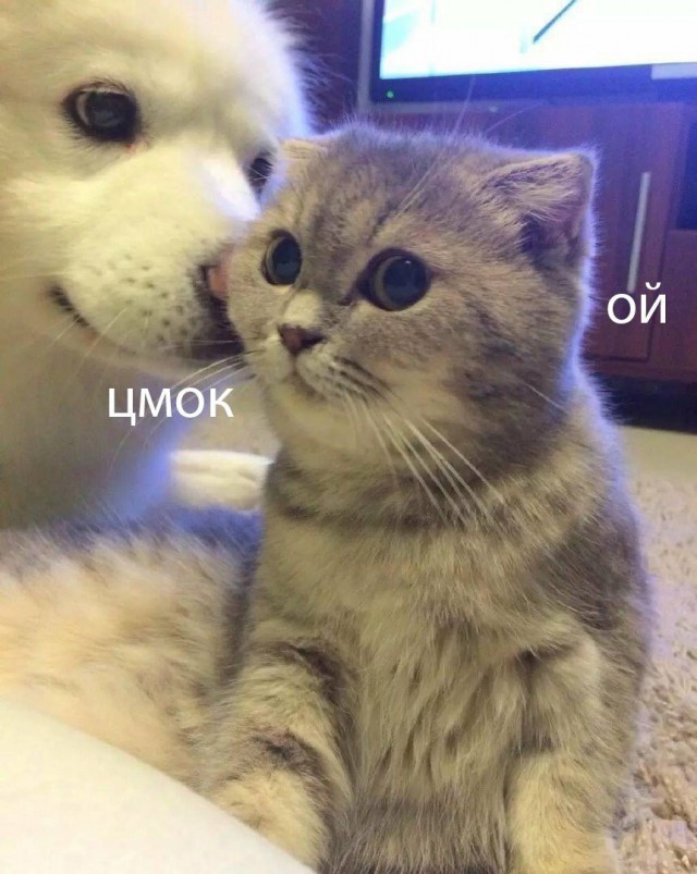 Коты и Кошки