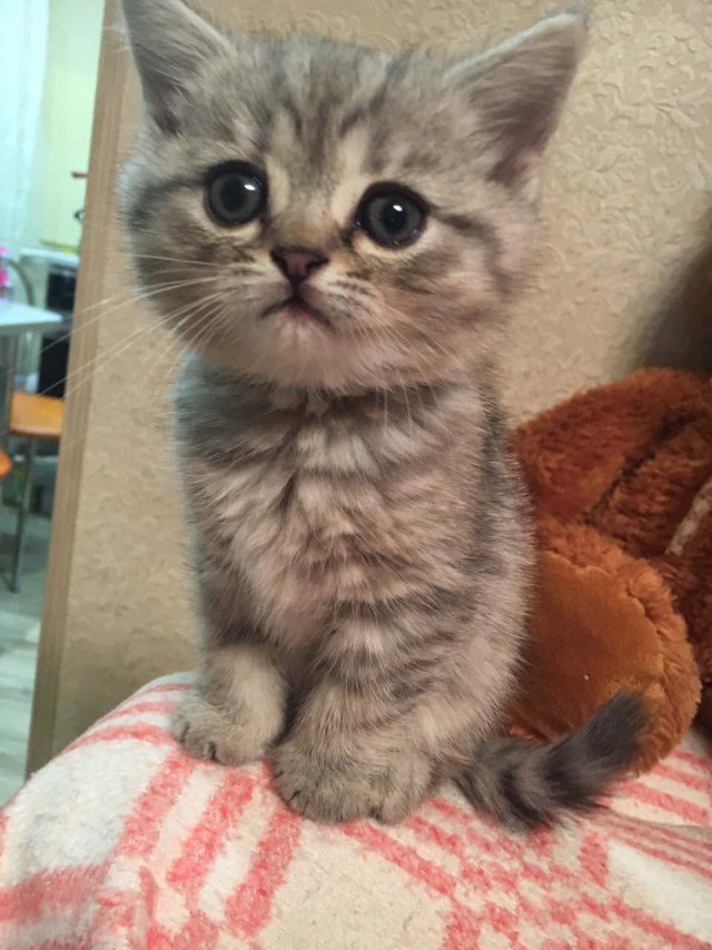 Котовторник