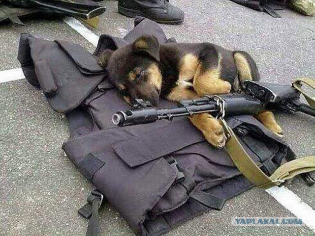 30 снимков, которые помогут улыбнуться даже в самый ненастный день