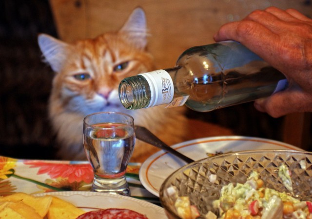 Грудь Женская. Не вижуууууууу!))))