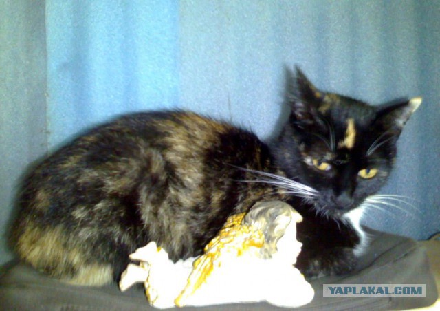 Котовторник 02.01.2018