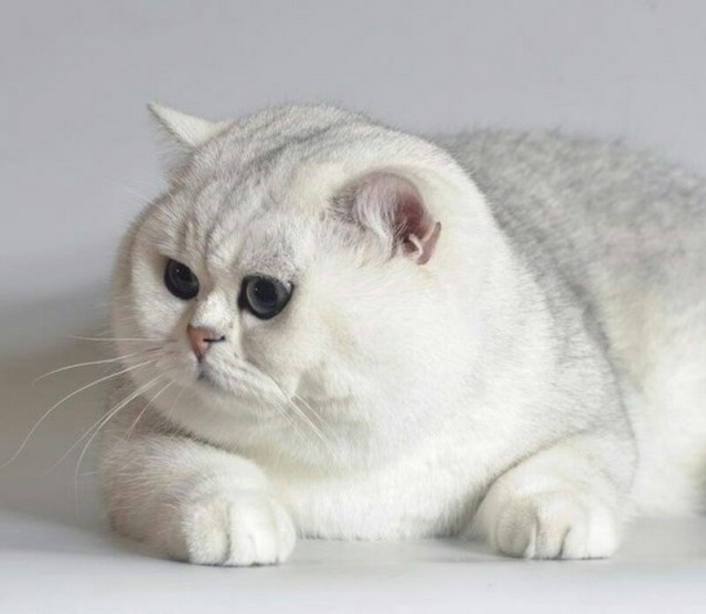 Кот без прикрас