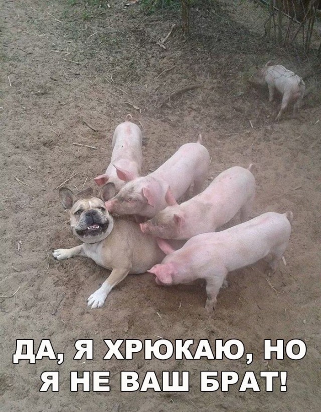 Нестандартный юмор