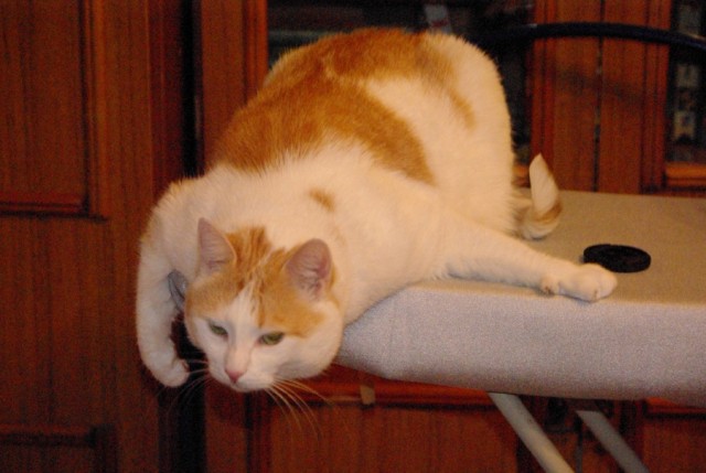 Котовторник: начало