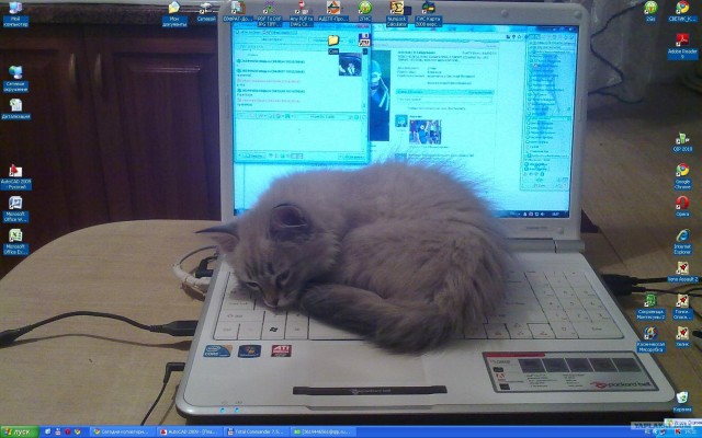 Сегодня котовторник, а котиков все нет