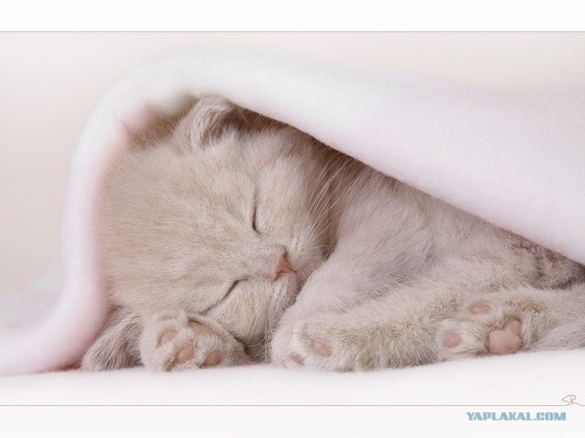 Котовторник. А как же?!