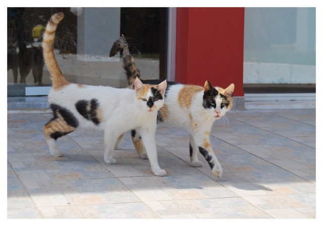 Котовторник