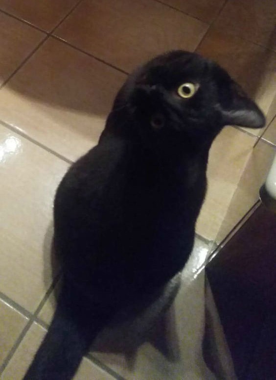 Какая прикольная птичка