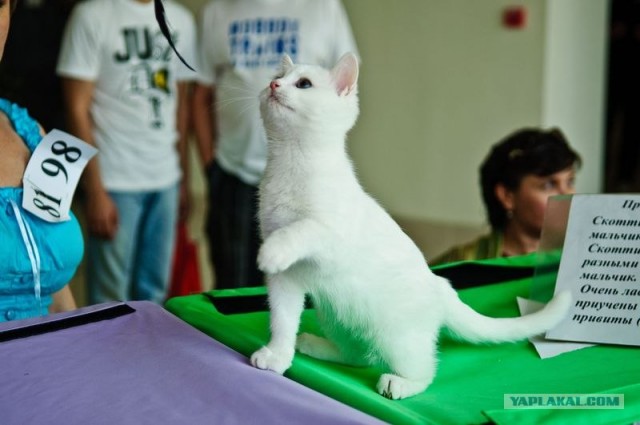 Котовторник на середину июня