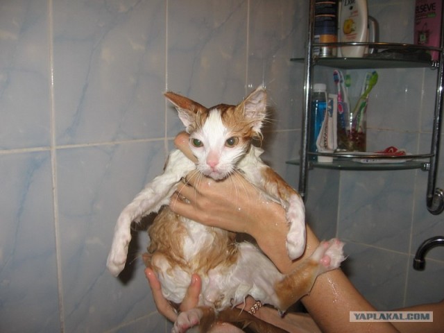 Котовторник в "КотоГетто"