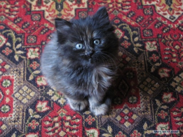 Котовторник!