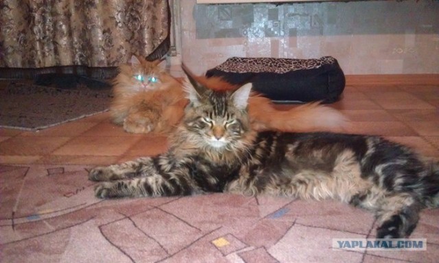 Котовторник (28.02.2012)