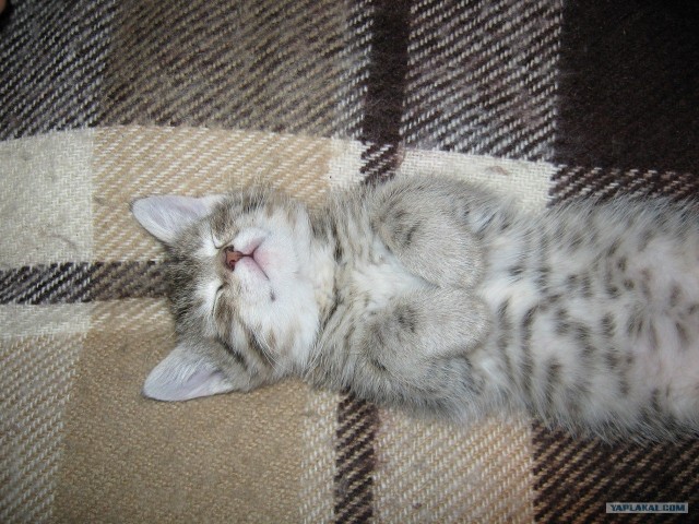 Котовторник 10.04.2012