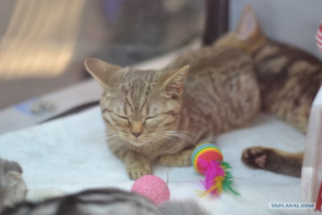 Котовторник   5.06.2012