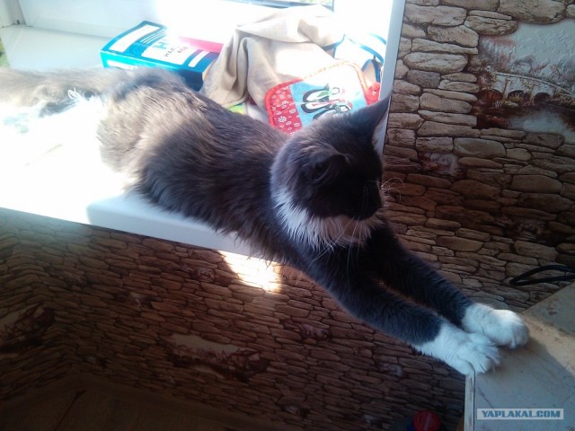 Котовторник  19.06.2012