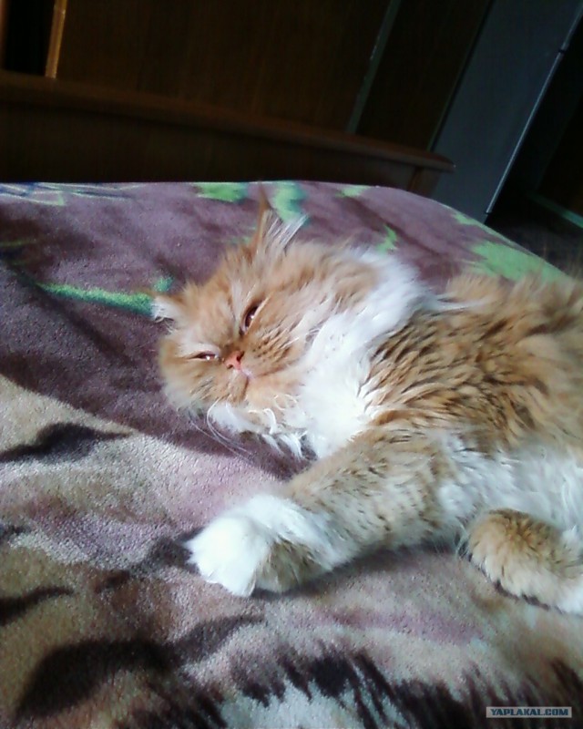 Котовторник  4.09.12