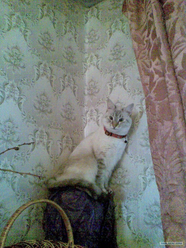 Новогодний Котовторник 01.01.2013