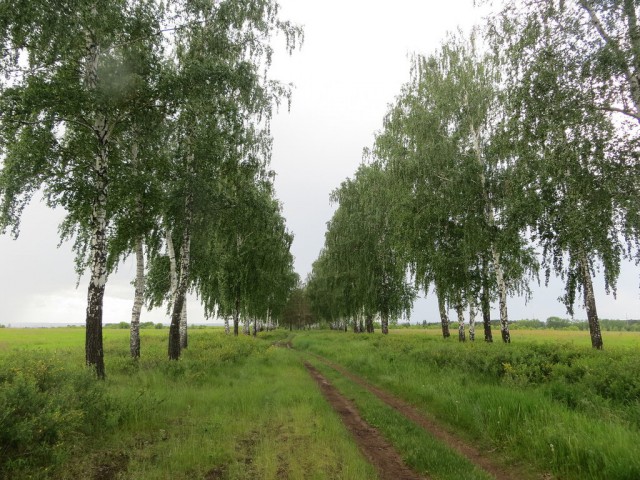 Красота сельских дорог