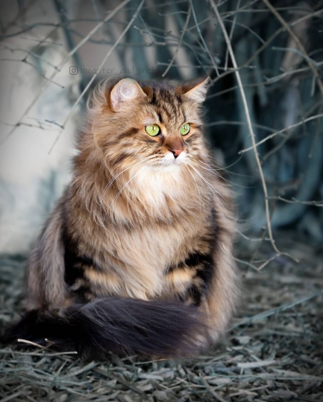Котовторник однако