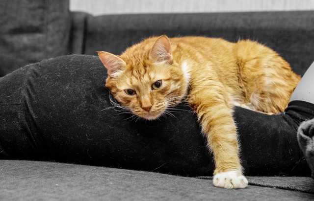 Котовторник от генерала мяу