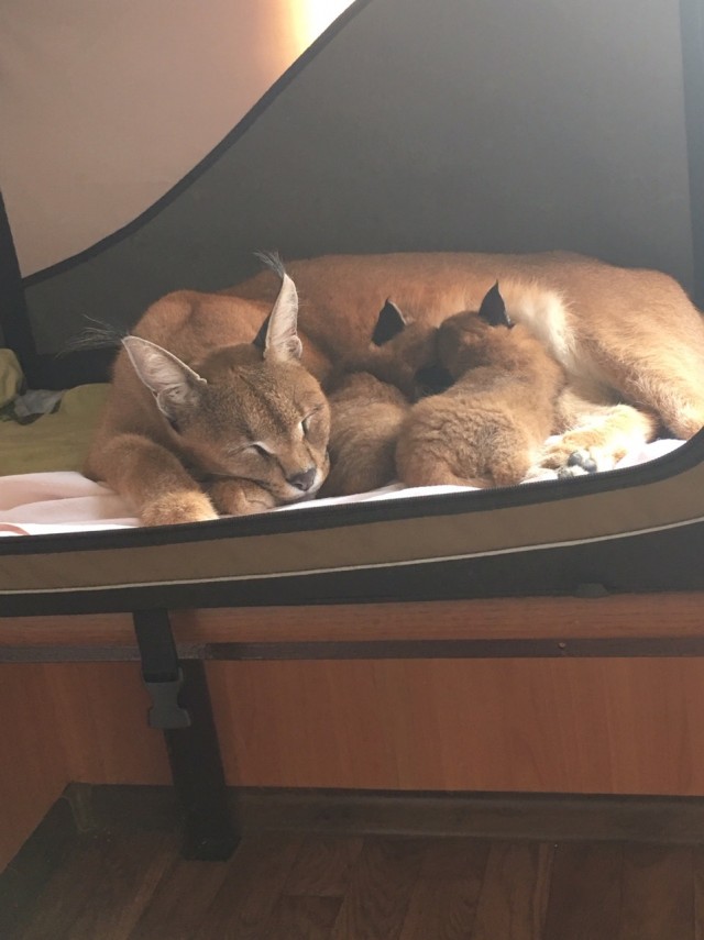 Дикий котовторник 20.08.19