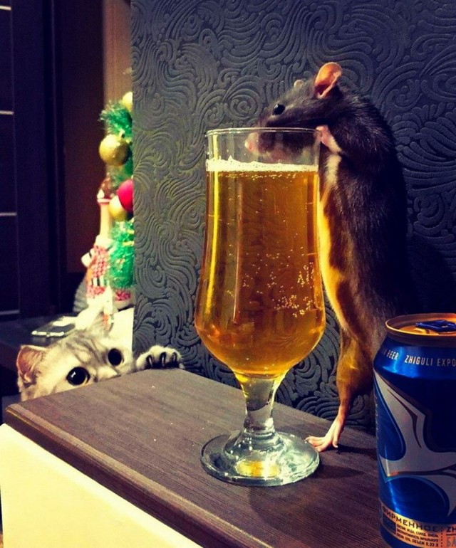 Кретинки