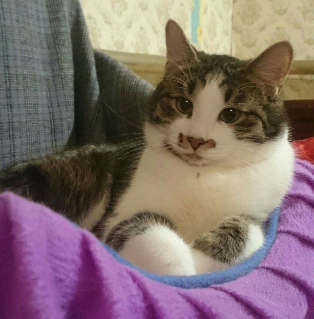 Забавные картинки с котами из сети