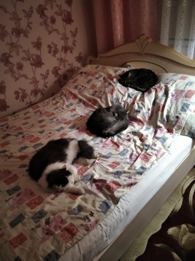 Котопост. Просто антикризисный котопост