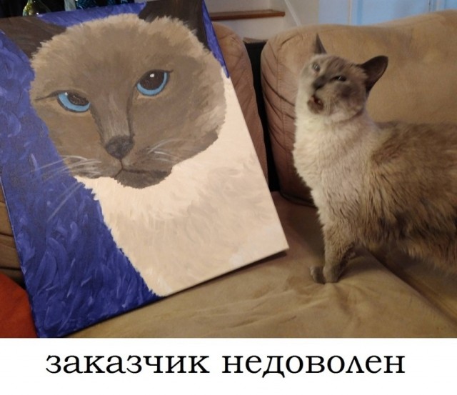 Смешные коты 25.08.20