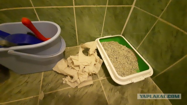 Чистосердечные признания и объяснительные нашкодивших котеек