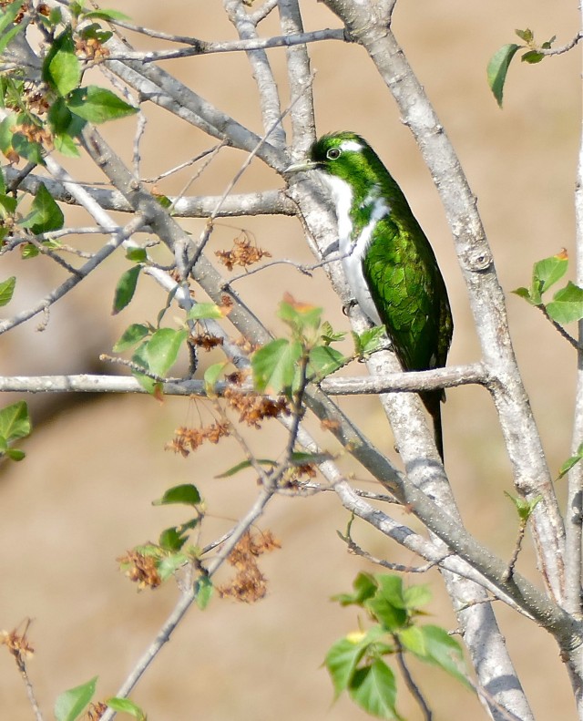 Эти забавные животные
