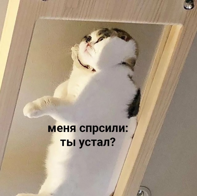 Котики