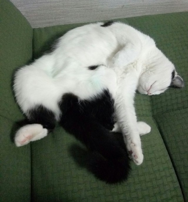 Котаны со странностями
