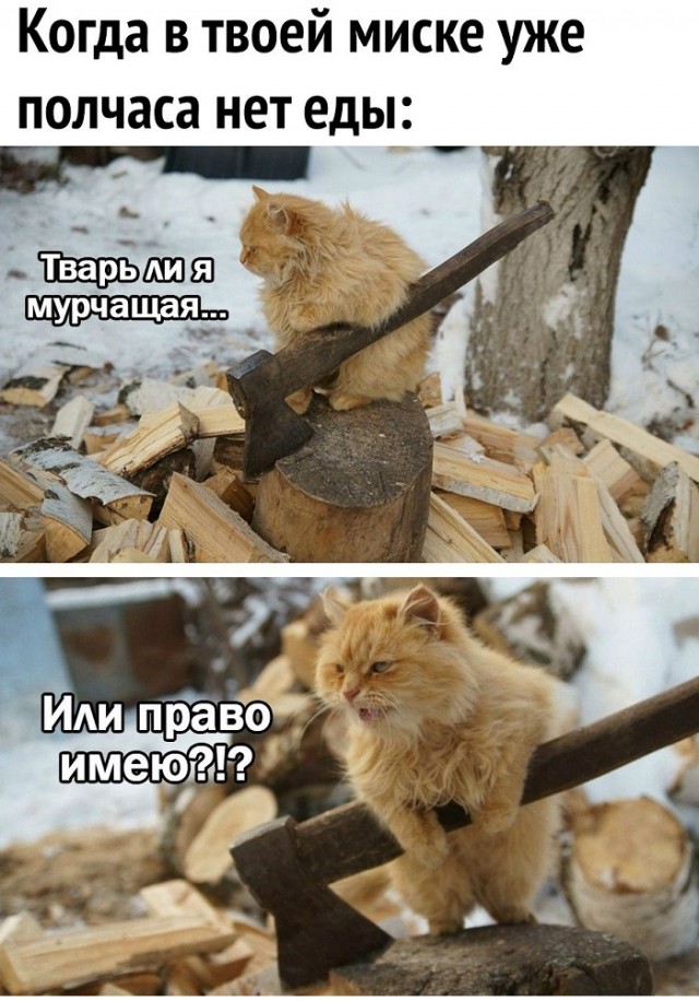 Кот с топором картинки