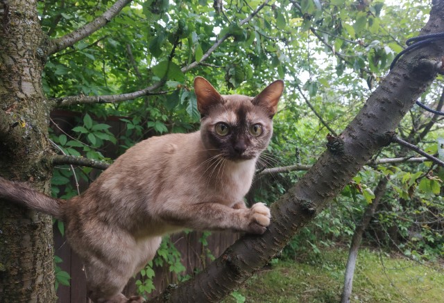 Котовторник же очередной