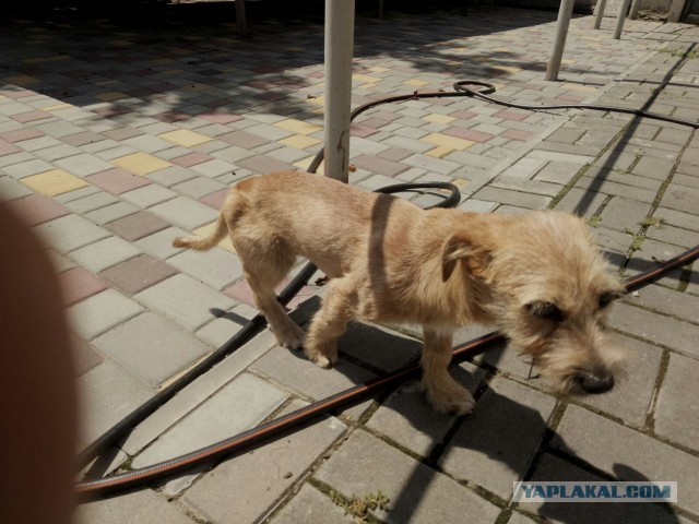 Помогите спасти кошку!