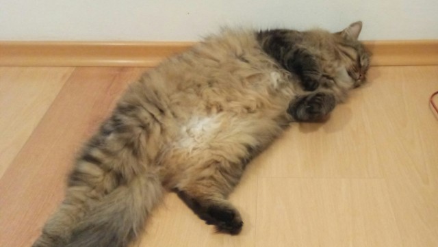 Котовторник 14.09.2021