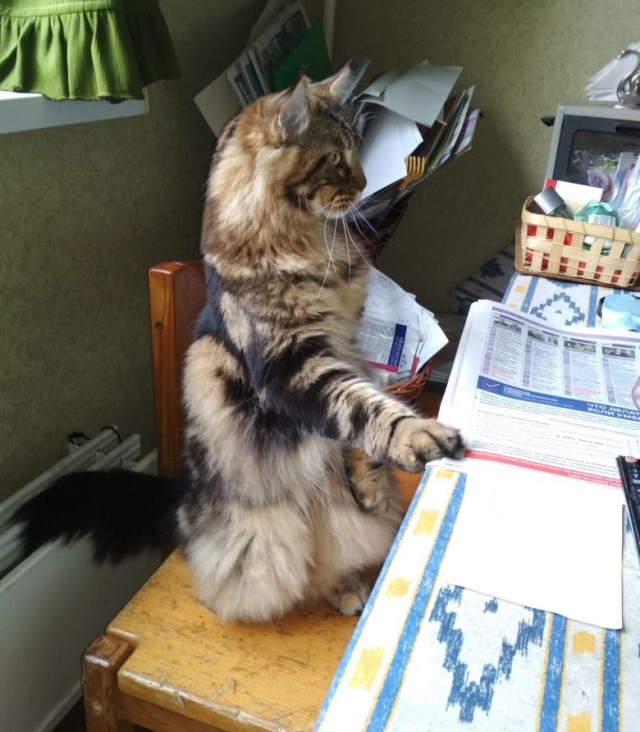 Мой самый первый КОТовторник!