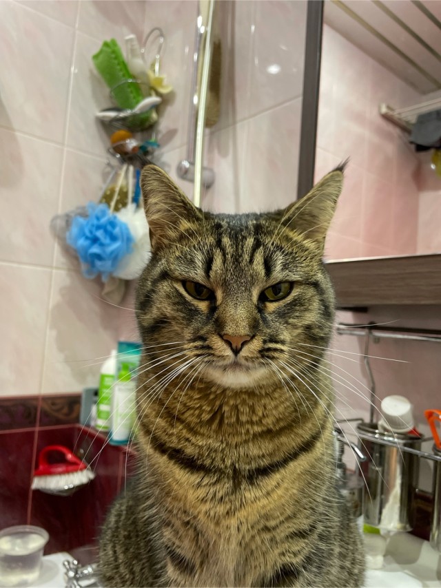 Котовторник 28.09.21