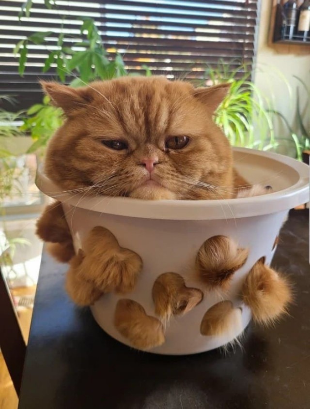 Коты, которые чихать хотели на ваше личное пространство